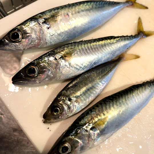 河和港 こうわこう 知多半島の車横付け釣りポイント 車横付けで楽しめる釣り場情報